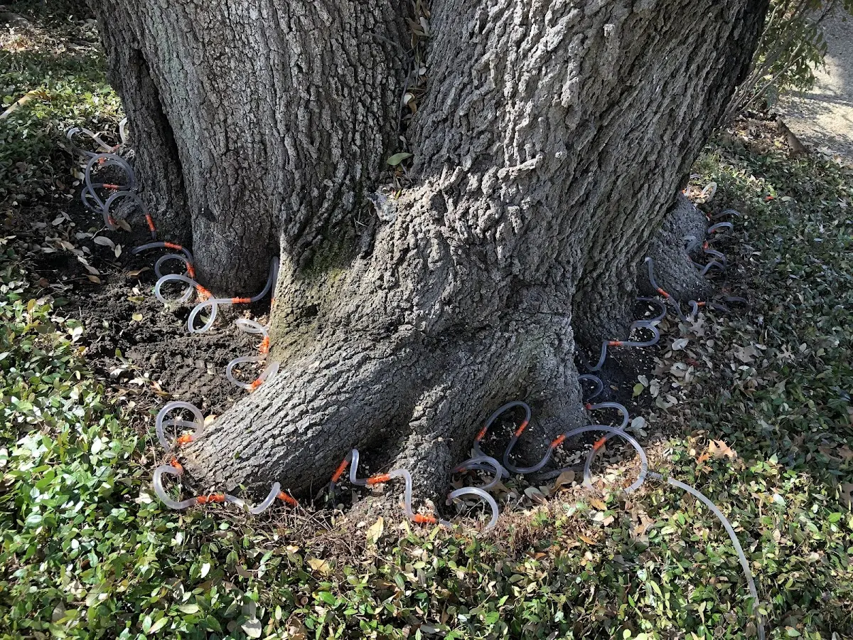 Detailed Shrub and Hedge Trimming job site in Bock