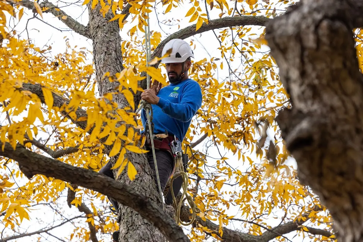 Skilled Tree Planing crew working in Bock